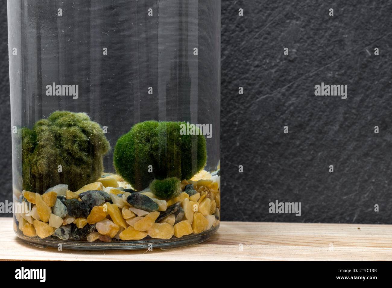Close up of Marimo moss ball in a glass jar with free copy space. Standing on a table with a realistic background. Japanese Cladophora seaweed. Ball o Stock Photo