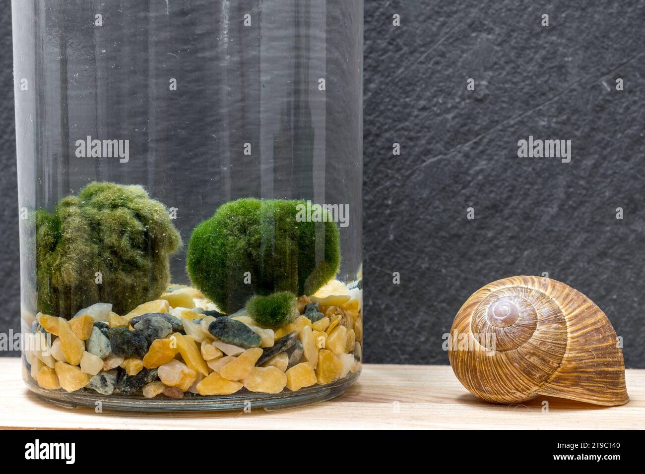 Close up of Marimo moss ball in a glass jar with free copy space. Standing on a table with a realistic background. Japanese Cladophora seaweed. Ball o Stock Photo