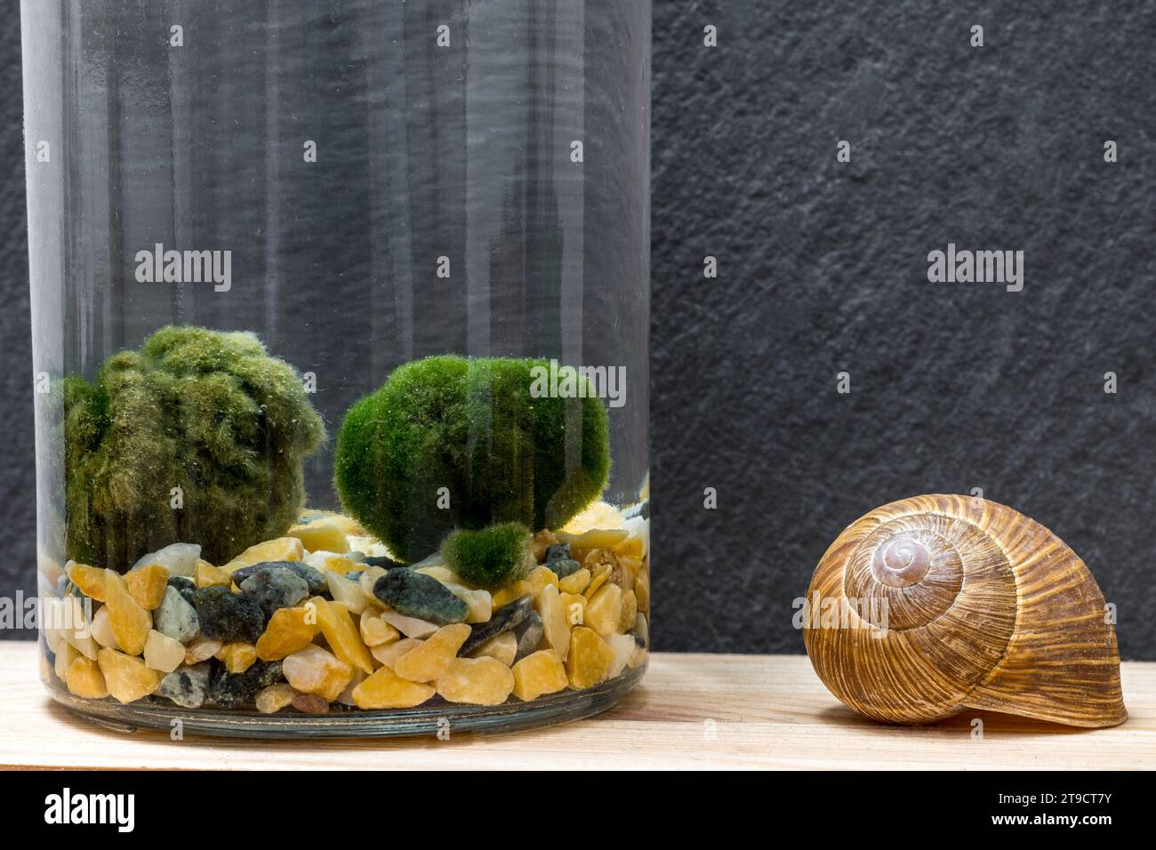 Close up of Marimo moss ball in a glass jar with free copy space. Standing on a table with black background. Japanese Cladophora seaweed. Ball of unde Stock Photo