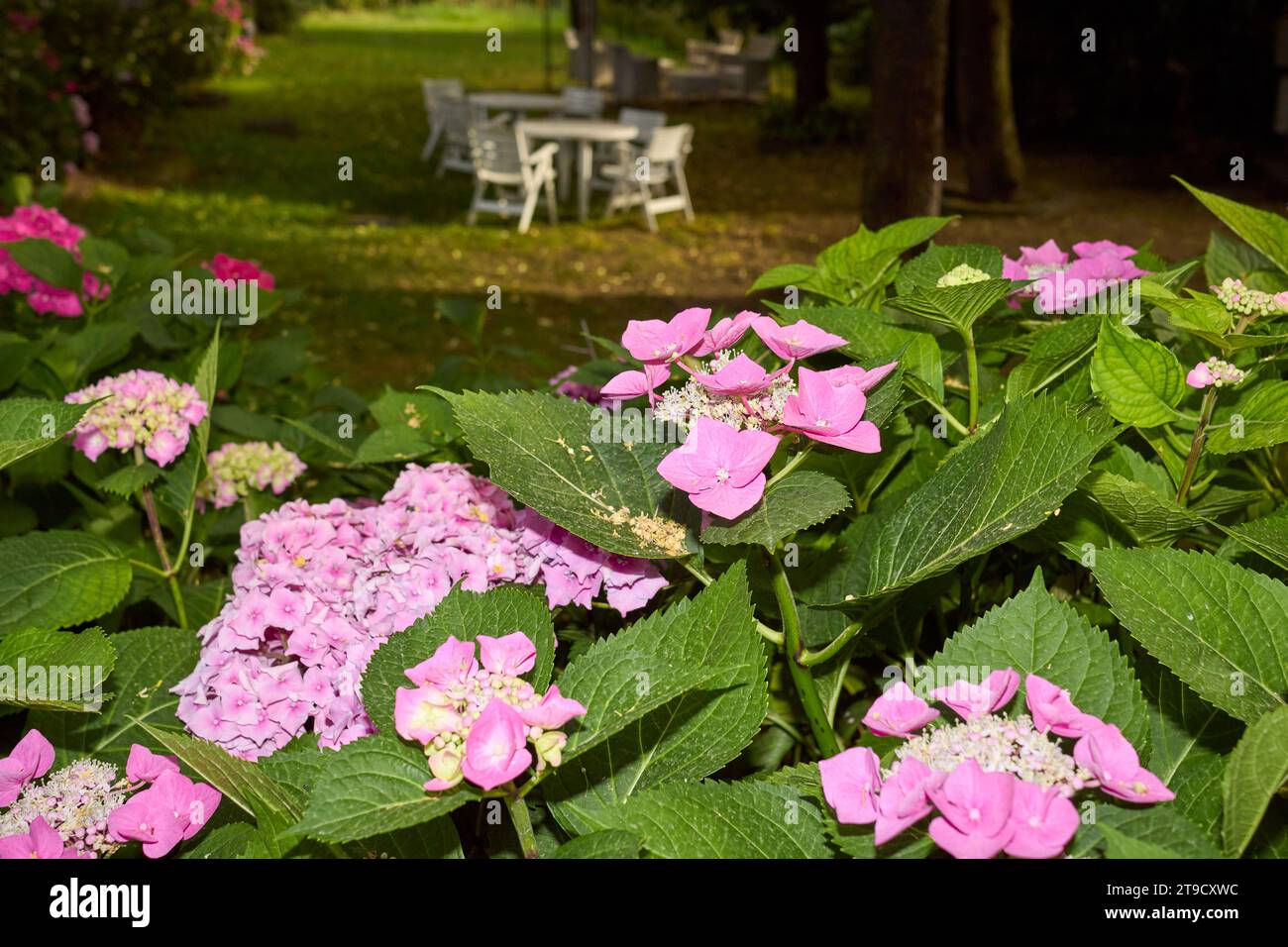 Hydrangea macrophylla pink and blue inflorescence Stock Photo