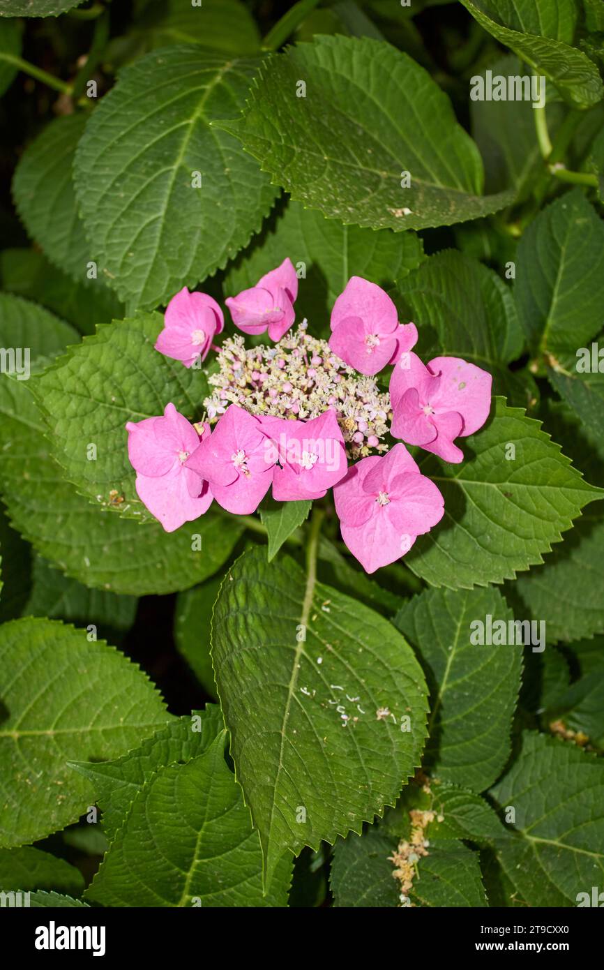 Hydrangea macrophylla pink and blue inflorescence Stock Photo