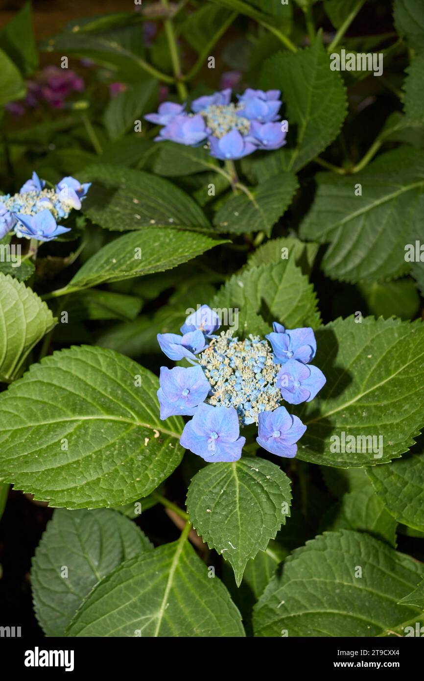 Hydrangea macrophylla pink and blue inflorescence Stock Photo