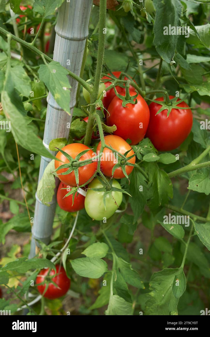 Red fresh tomatoes on the plant Stock Photo