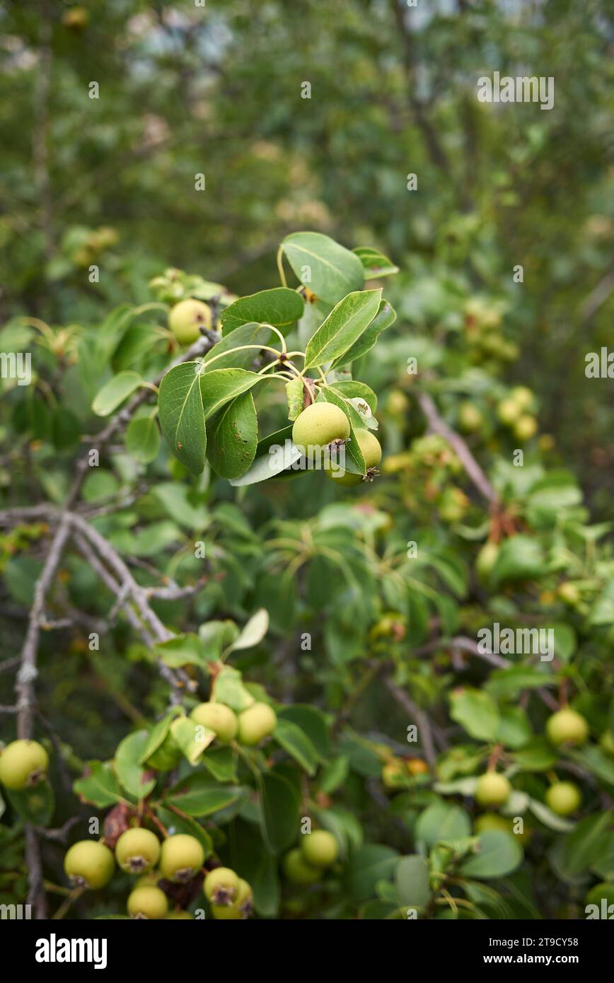 Pyrus communis sub. Pyraster European wild pear tree Stock Photo