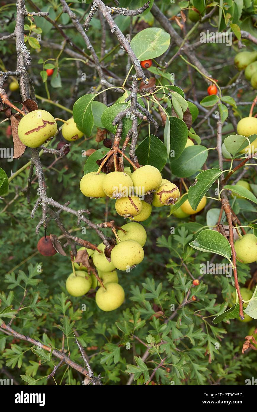 Pyrus communis sub. Pyraster European wild pear tree Stock Photo