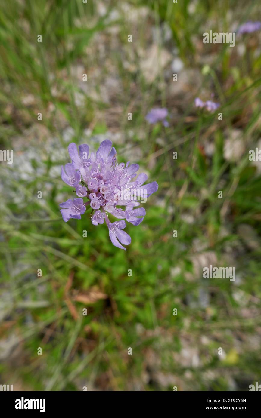 Scabiosa columbaria in bloom Stock Photo