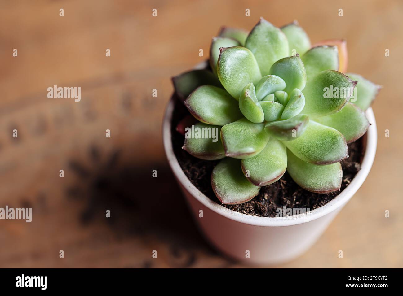 Succulent echeveria home plant on a wooden table, home gardening and connecting with nature concept Stock Photo