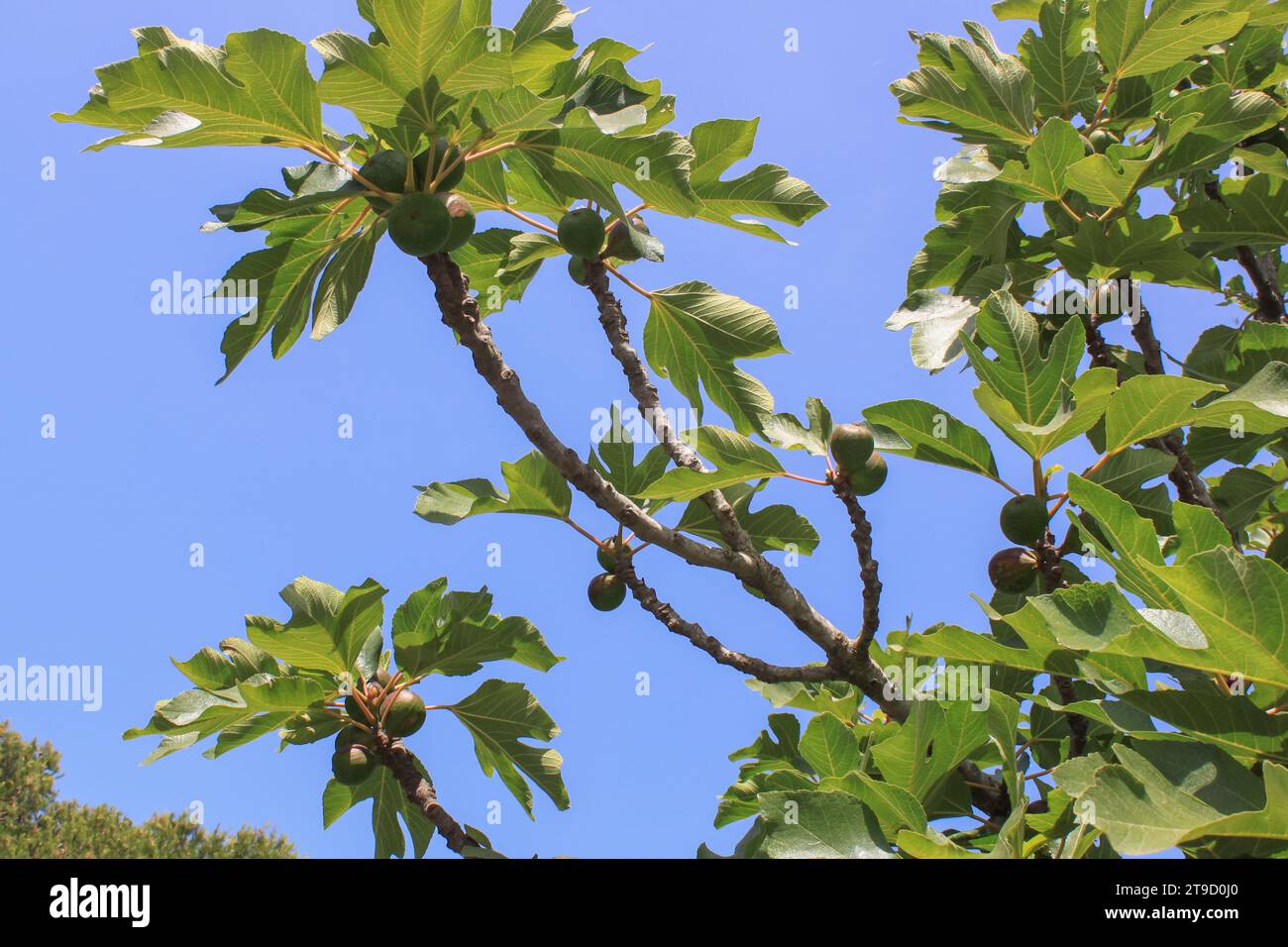 Fig tree with maturing figs in a garden on the blue sky background, selective focus. Subtropical fruit Stock Photo