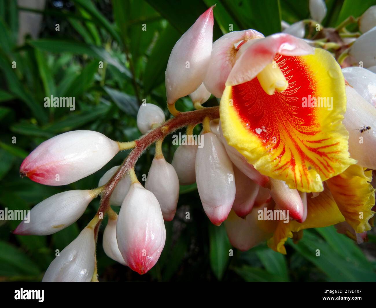 Natural close up flowering plant portrait of the stunning Pachira Aquatica, blooming. High resolution Stock Photo