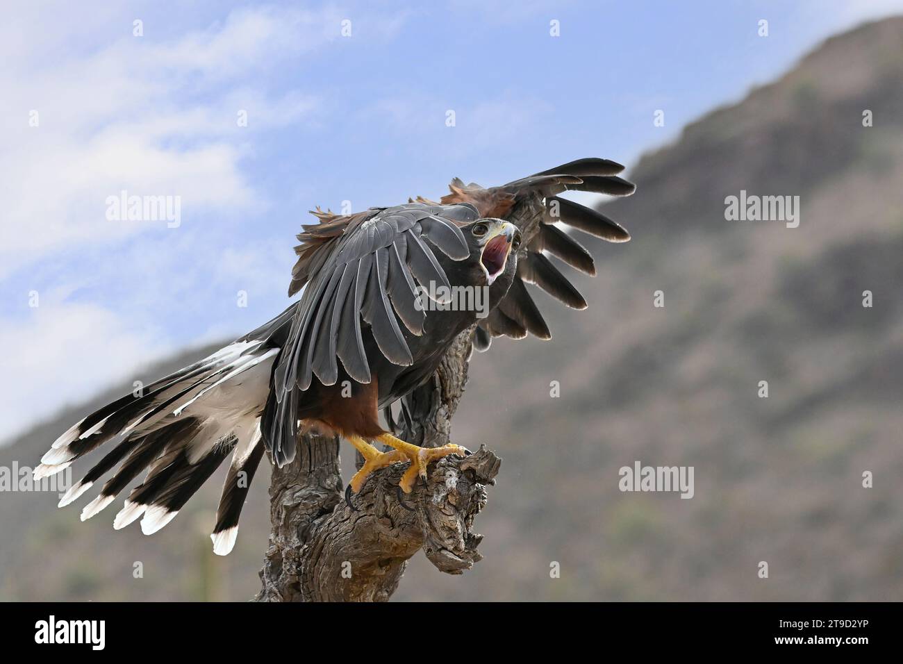 Approaching Hawk Harris's Hawk warning off an approaching Rival Stock Photo - Alamy
