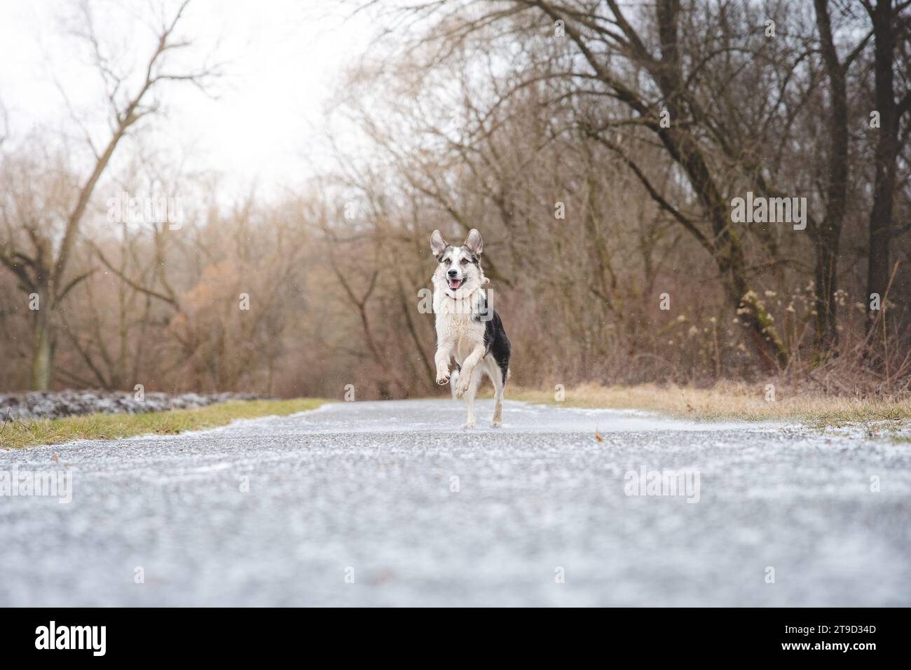 Hybrid husky sales