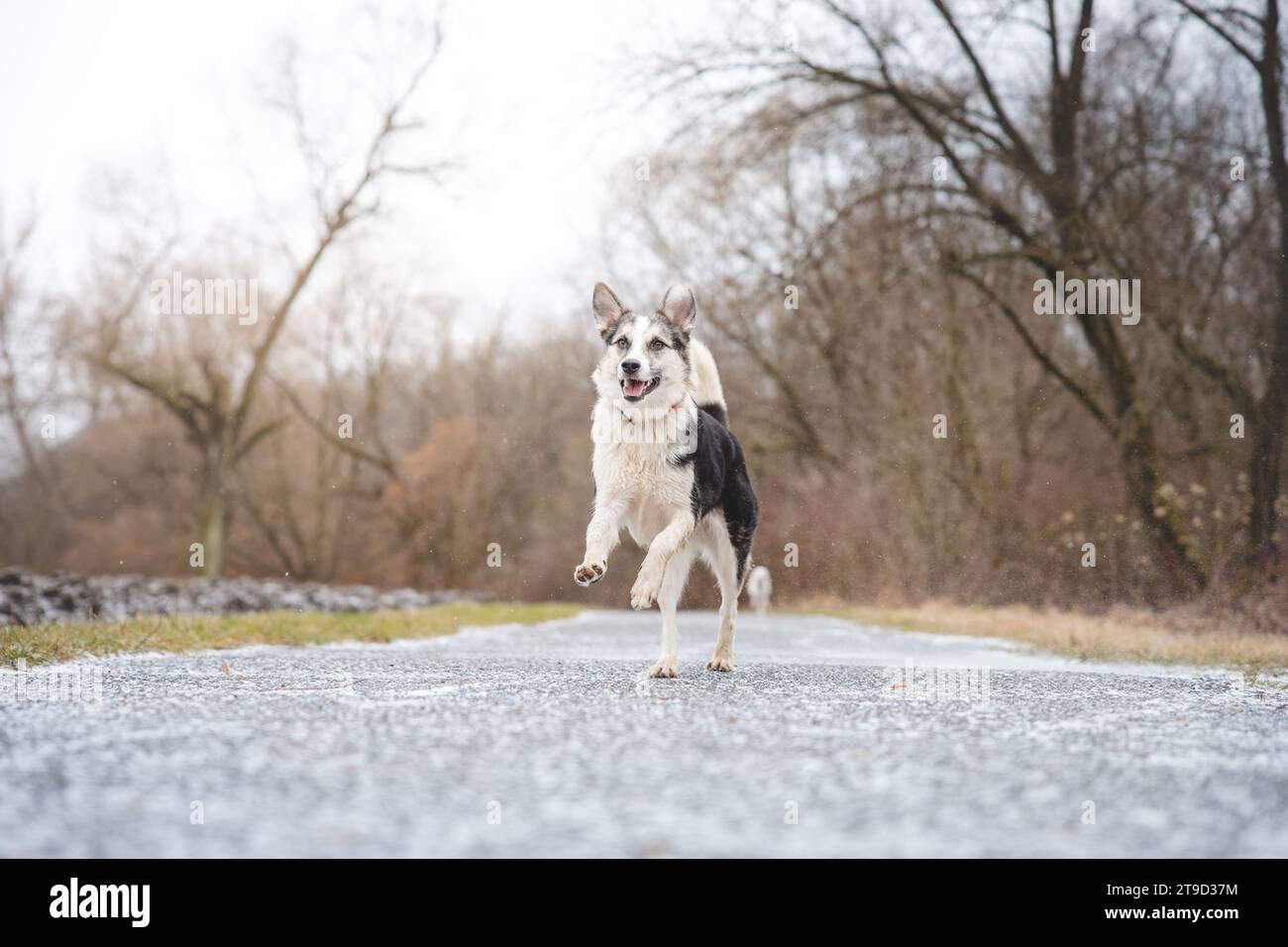 Wolf husky hybrid hi res stock photography and images Alamy