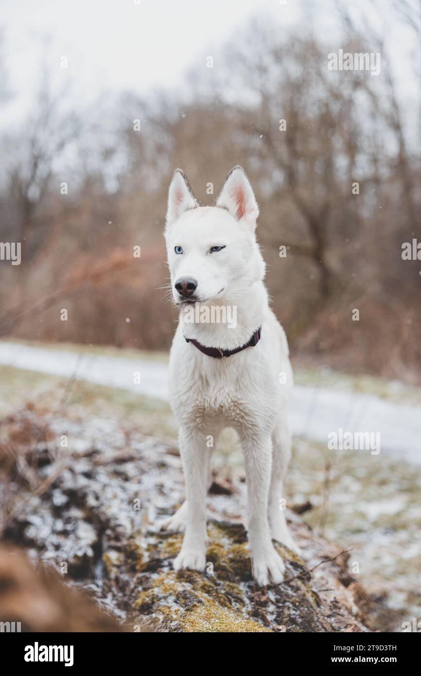 White Siberian husky princess resting on a big fallen tree and posing for the camera. Smile of female dog from nice weather. Ostrava, Czech Republic. Stock Photo