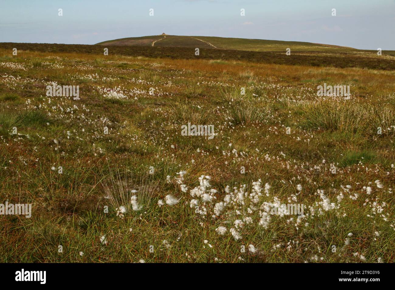 Cottongrasses on the hill of Dunkery Beacon, Exmoor National Park ...