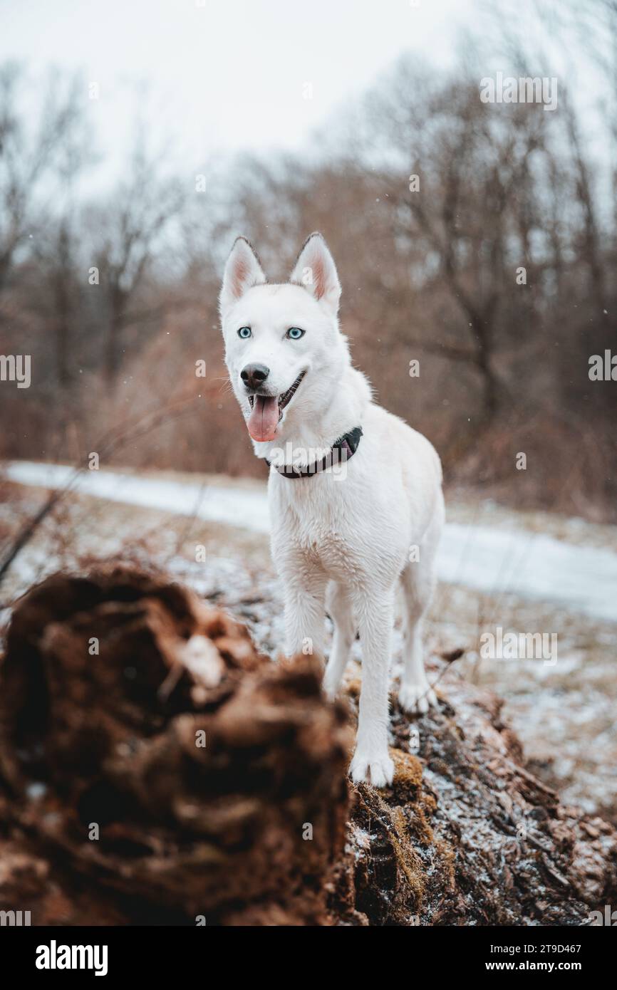 White Siberian husky princess resting on a big fallen tree and posing for the camera. Smile of female dog from nice weather. Ostrava, Czech Republic. Stock Photo