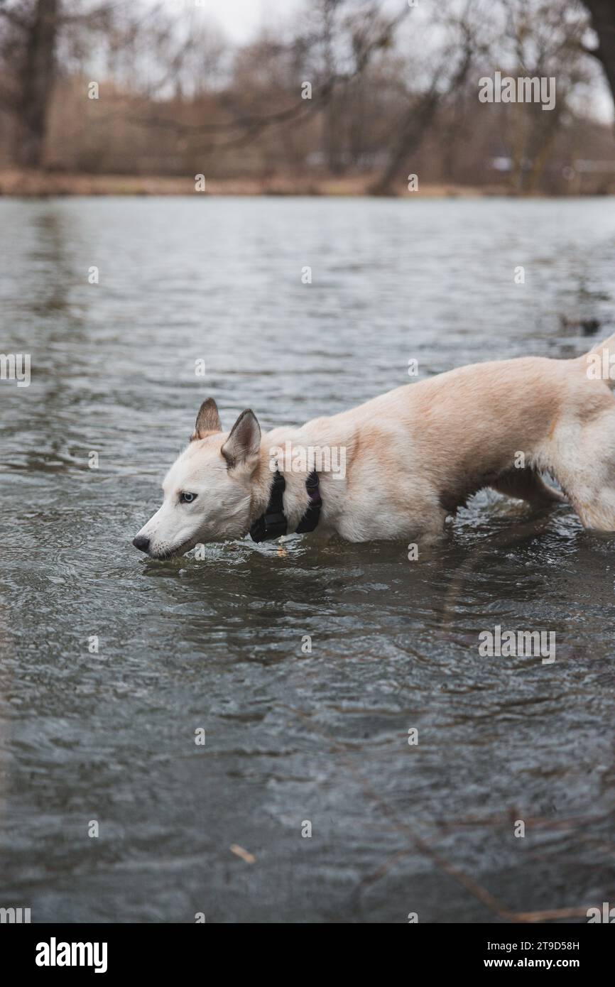 White Siberian Husky with piercing blue eyes is bathing in a cold