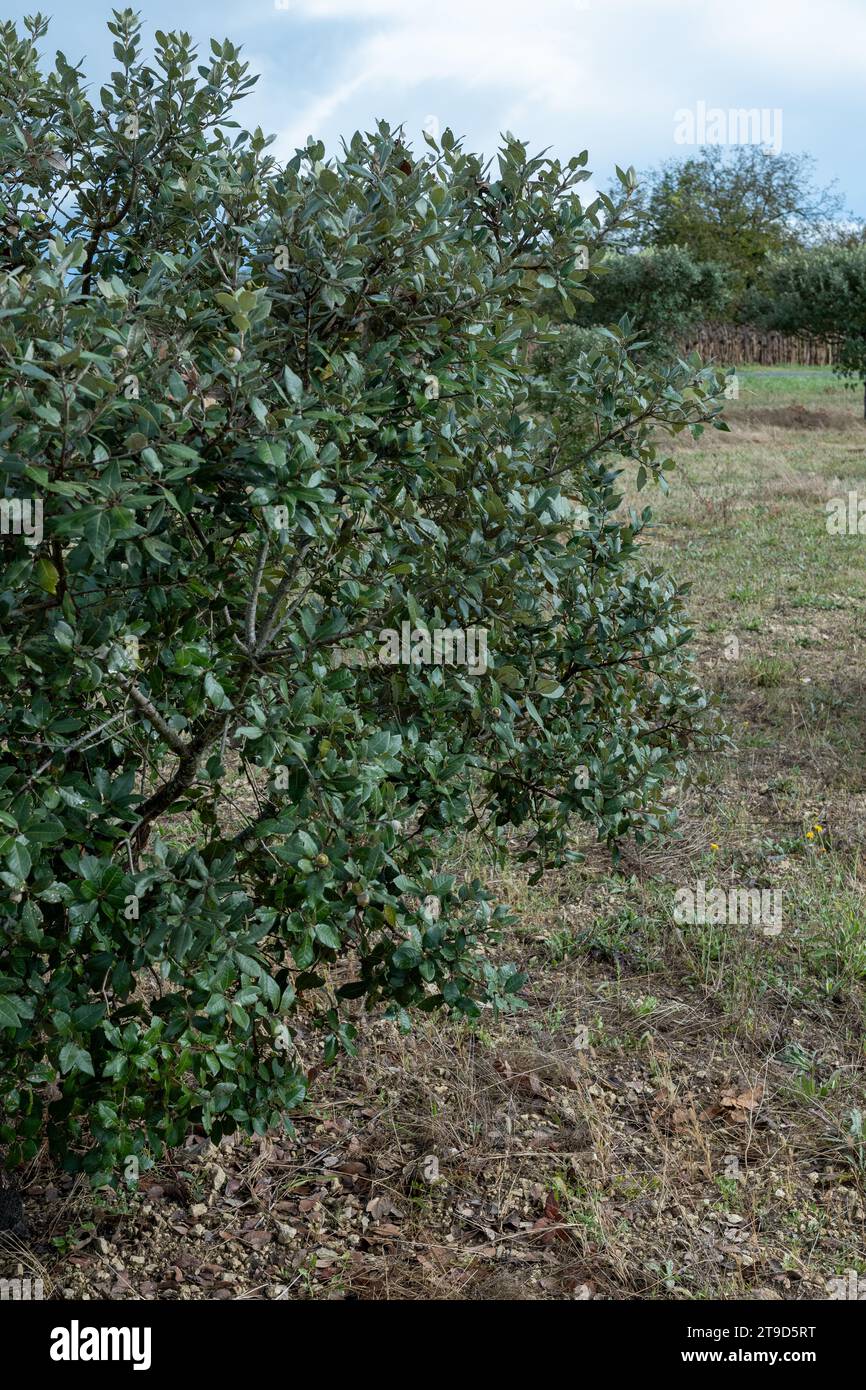 Truffle farm, cultivation of black winter Perigord truffles mushrooms