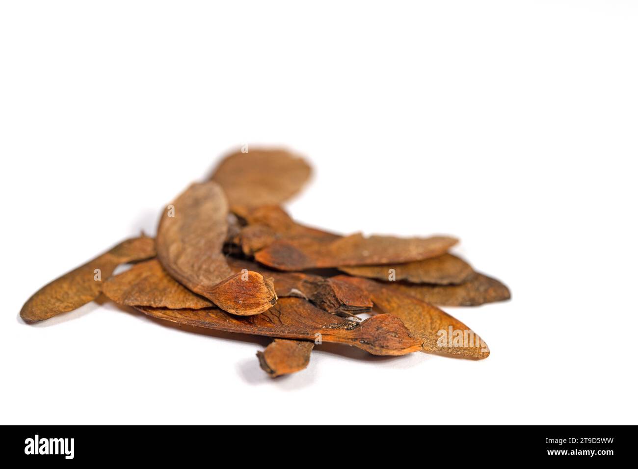 Ripe maple seed against white background Stock Photo