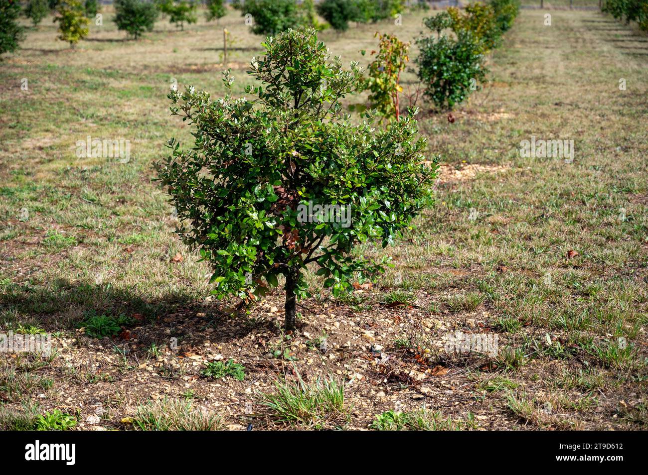Truffle farm, cultivation of black winter Perigord truffles mushrooms
