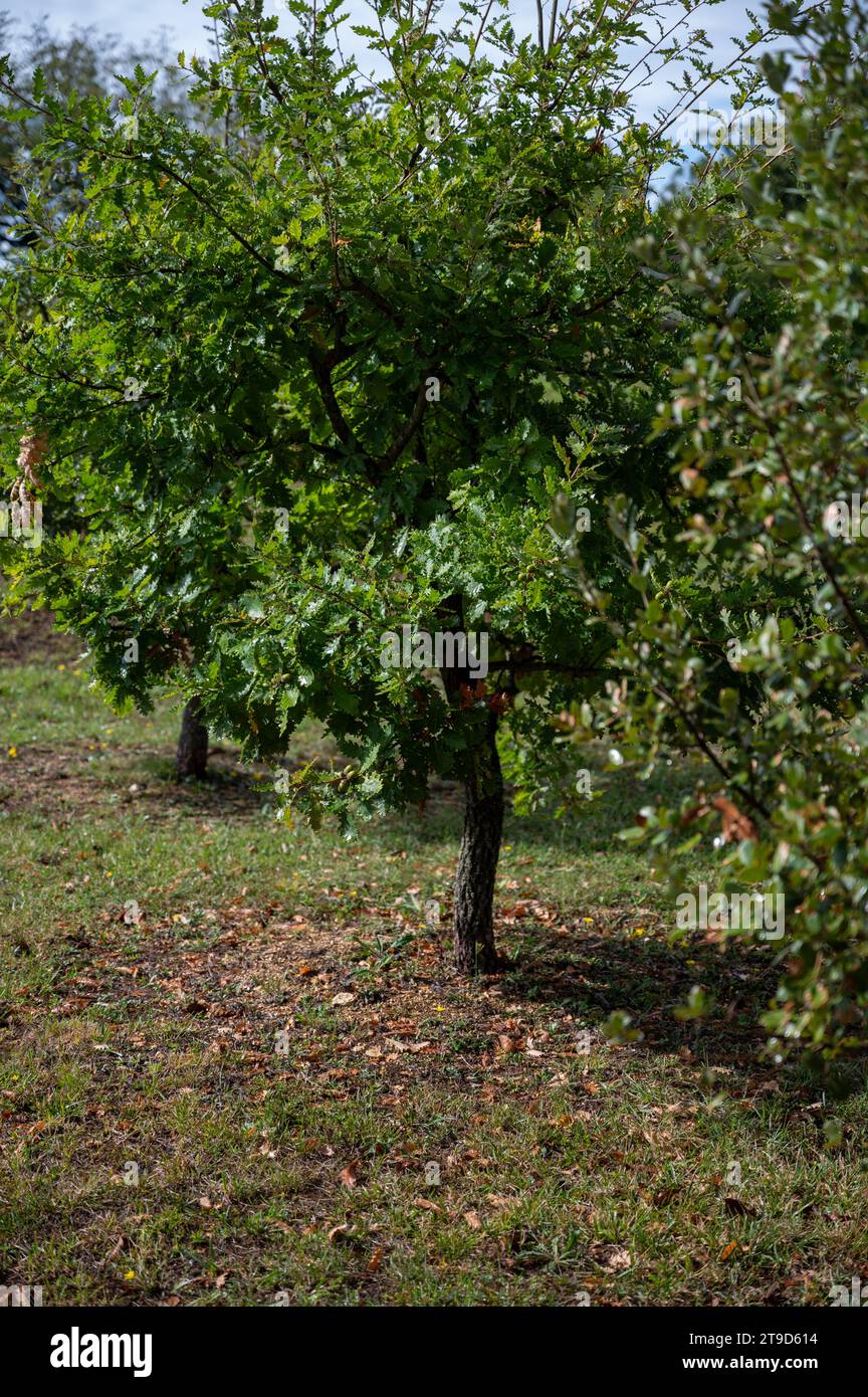 Truffle farm, cultivation of black winter Perigord truffles mushrooms