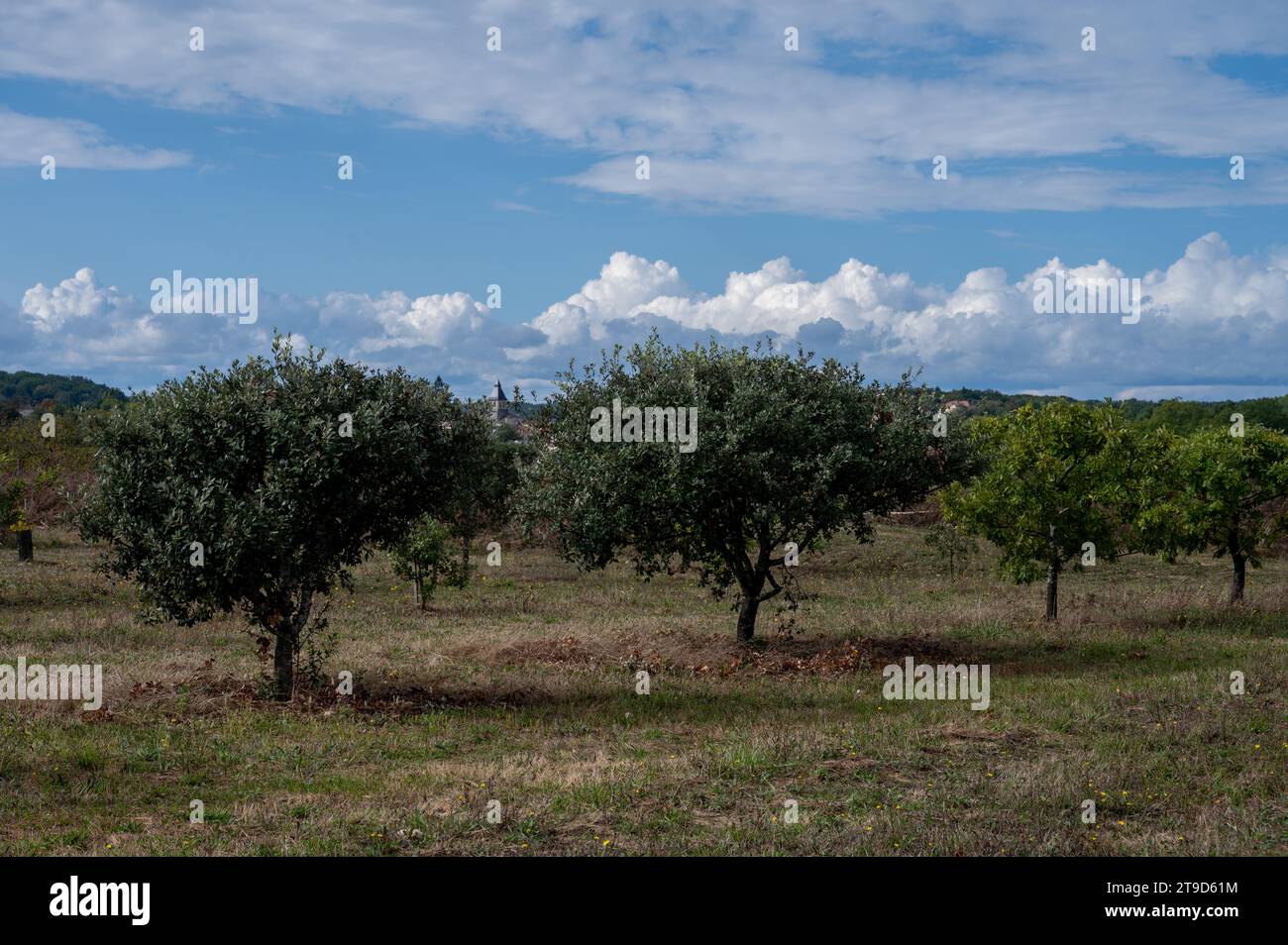 Truffle farm, cultivation of black winter Perigord truffles mushrooms