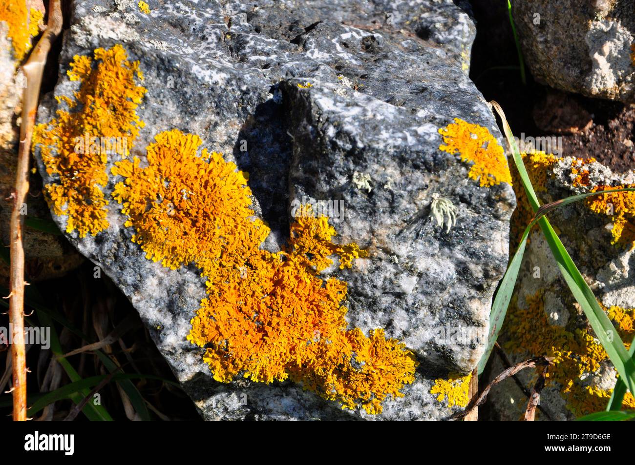 Bright orange lichen contrasts with the grey and white of the granite rock.Photo taken on a bright summers day on the Southwest Coast path near Lands Stock Photo