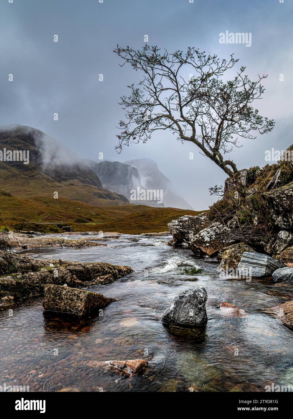 Lone Tree, River Coe, Glencoe, Scotland Stock Photo