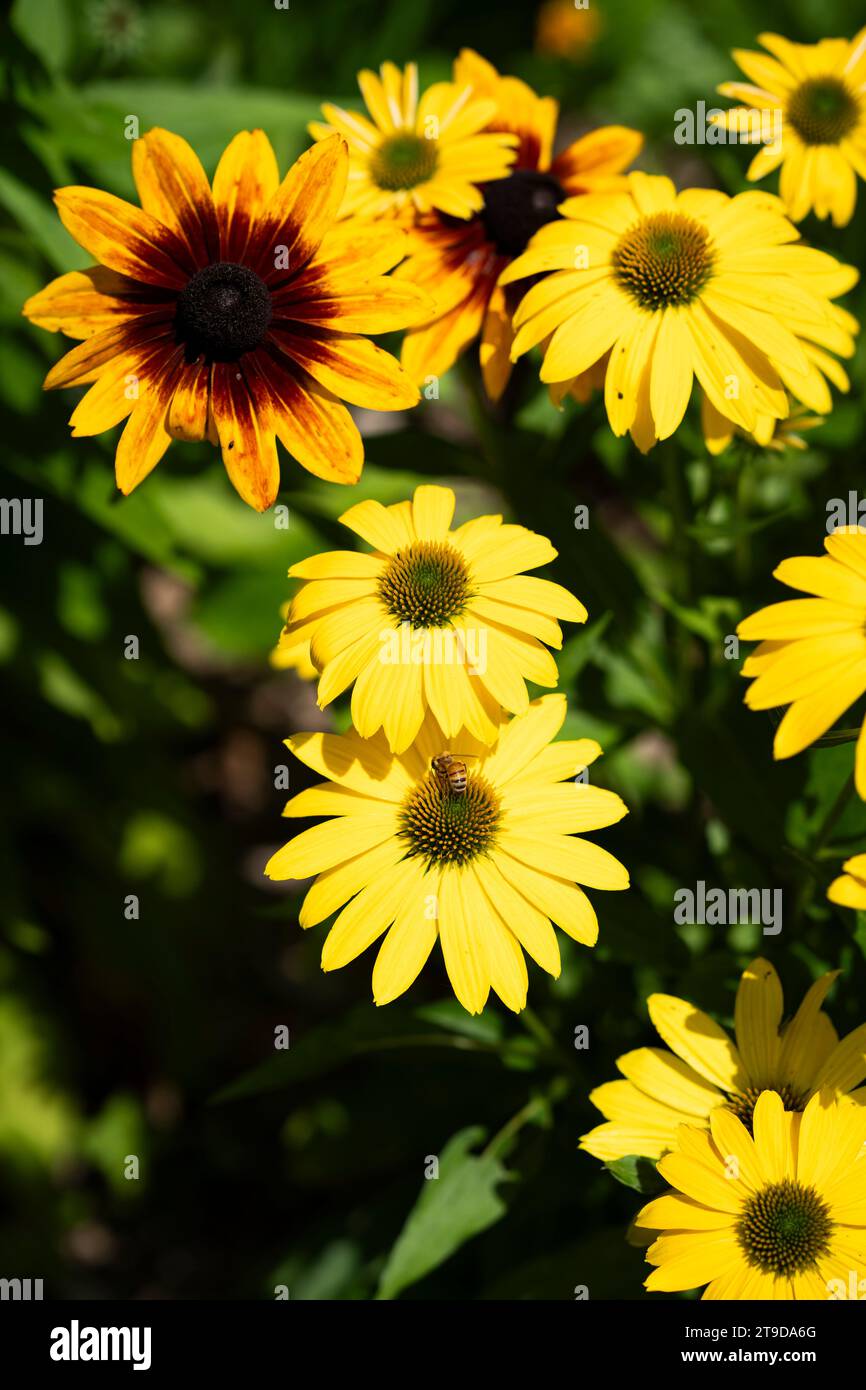 Yellow Cone Flowers with one Black Eyed Susan flower Stock Photo - Alamy