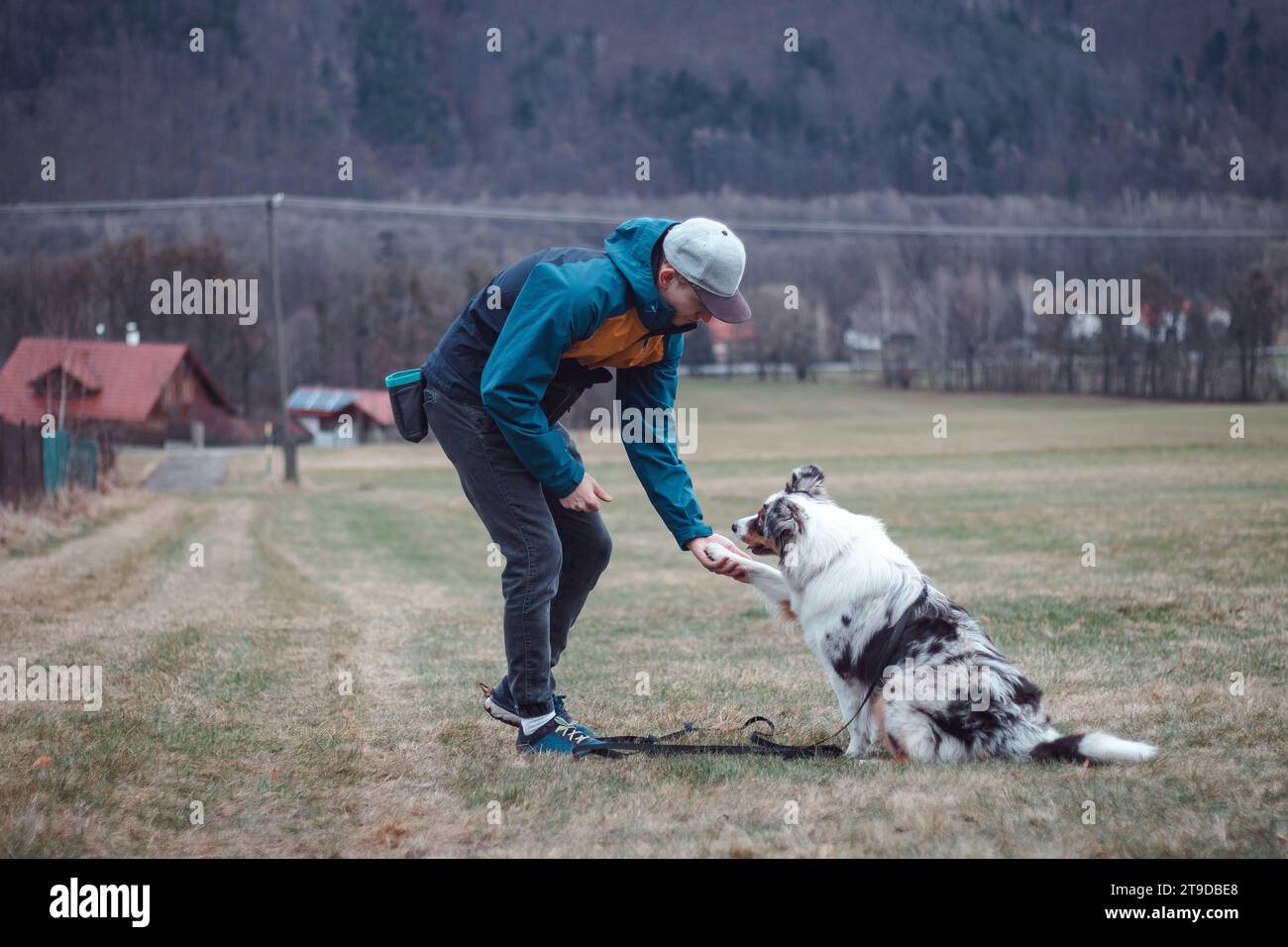 Australian hotsell shepherd schutzhund