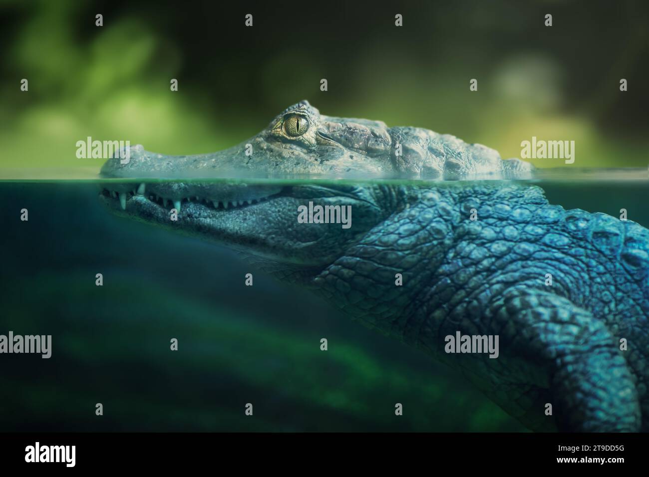Black Decker Alligator lopper Stock Photo - Alamy