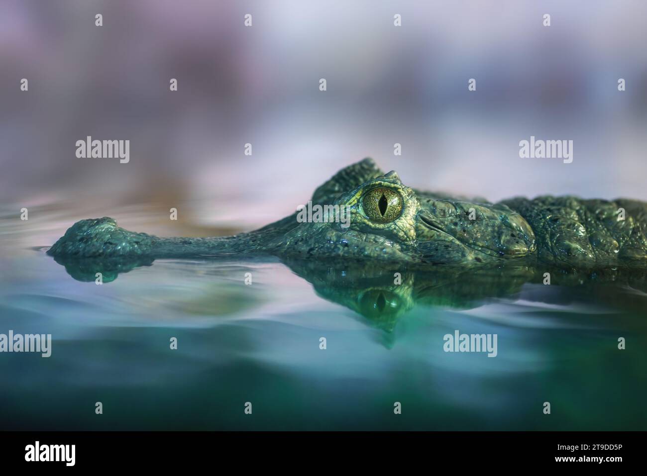 Yacare Caiman (Caiman yacare) underwater head - Pantanal Alligator ...