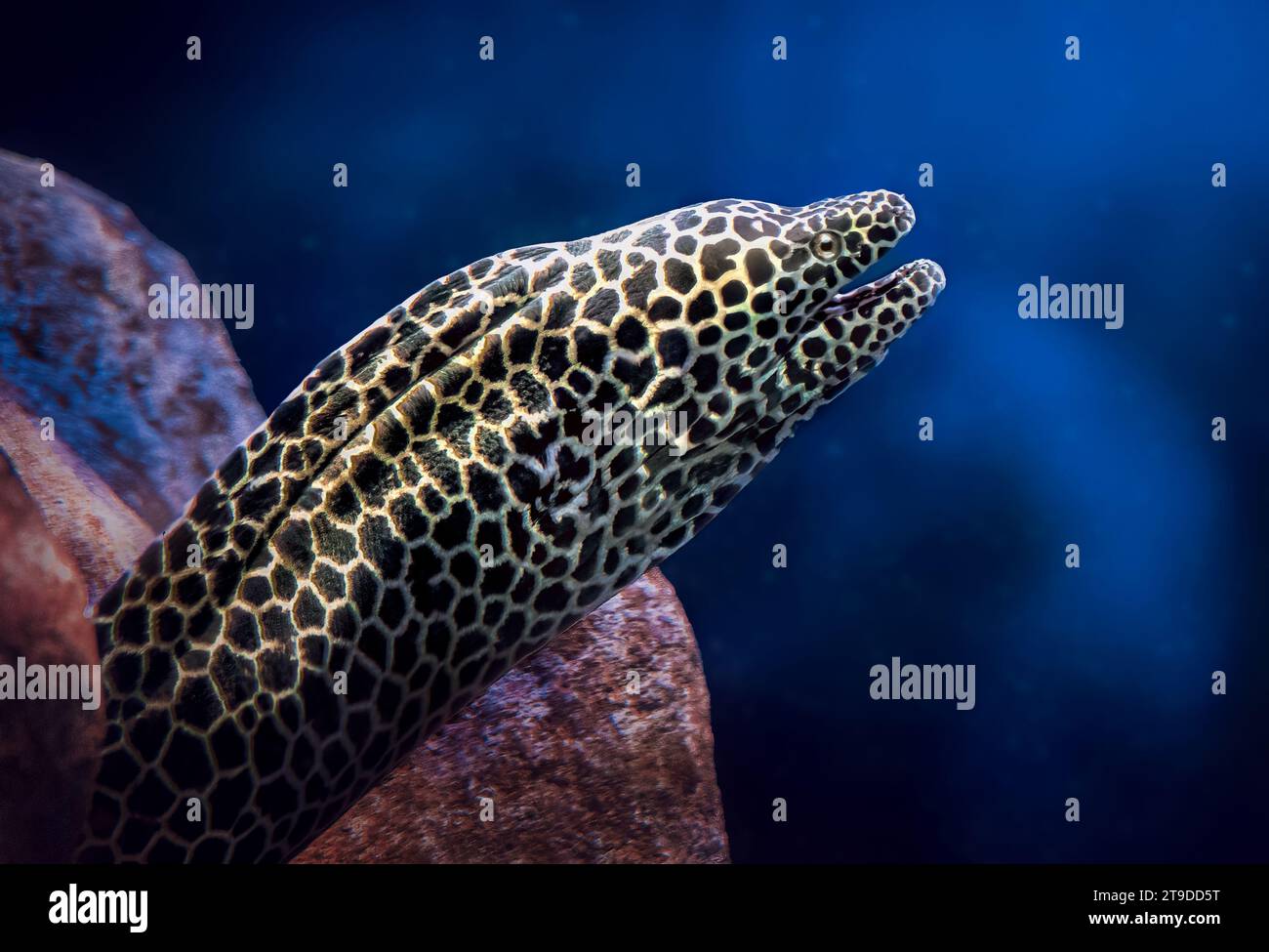 Laced Moray (Gymnothorax favagineus) - Large Moray Eel Stock Photo