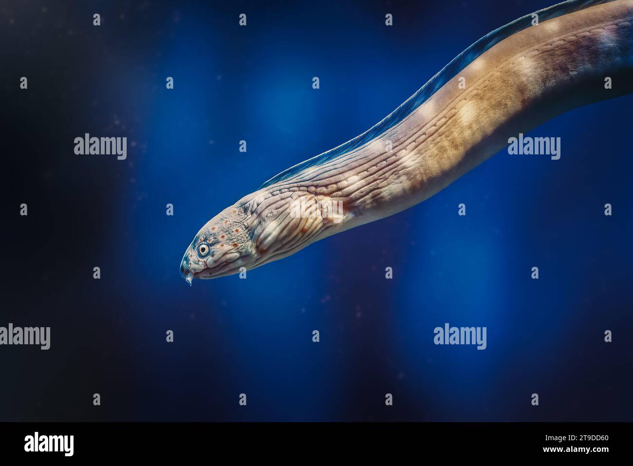 Sharptail snake-eel (Myrichthys breviceps) - Underwater Moray Eel Stock Photo