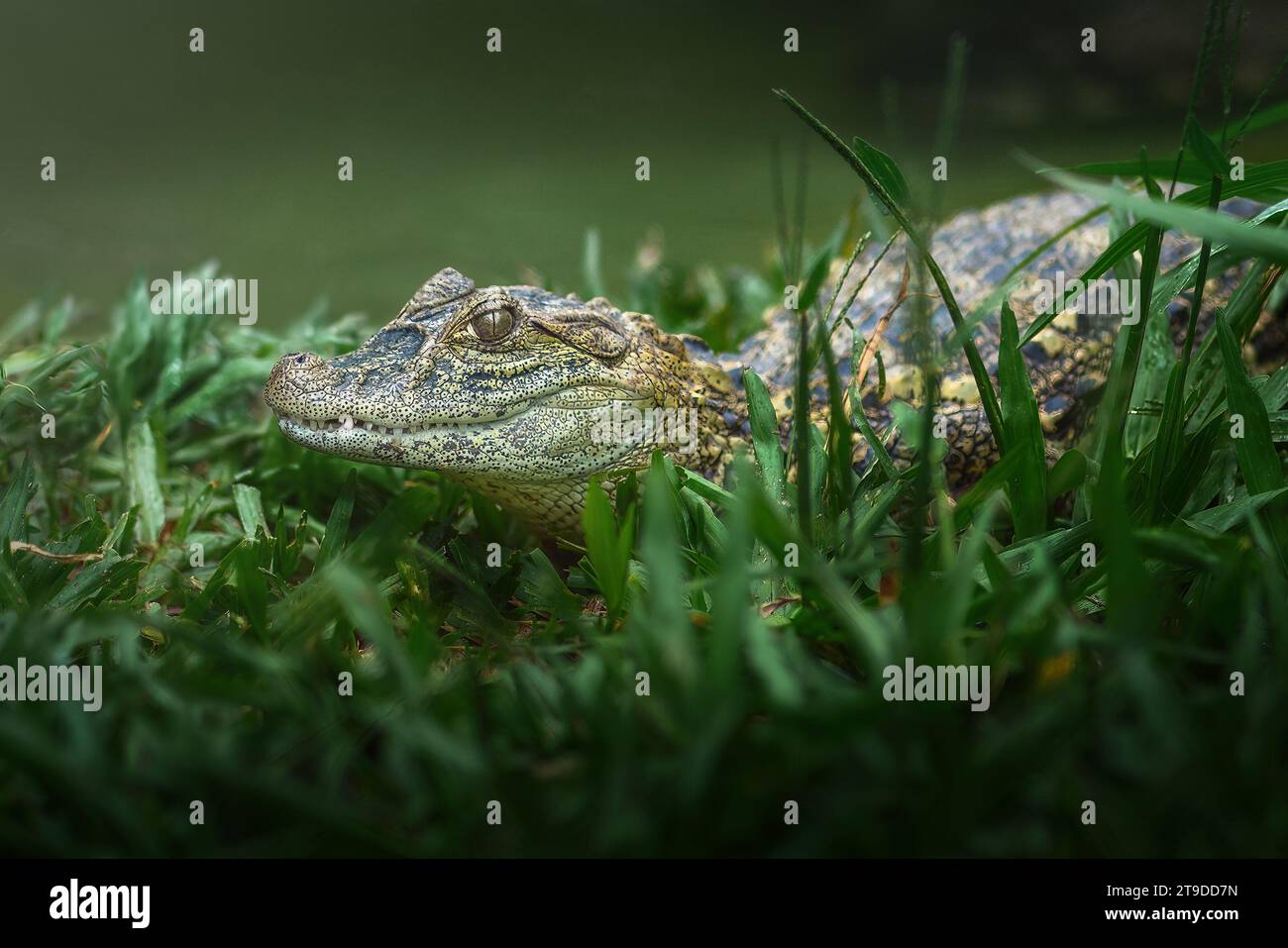 Baby Broad-snouted Caiman (Caiman latirostris) - Alligator Hatchling Stock Photo