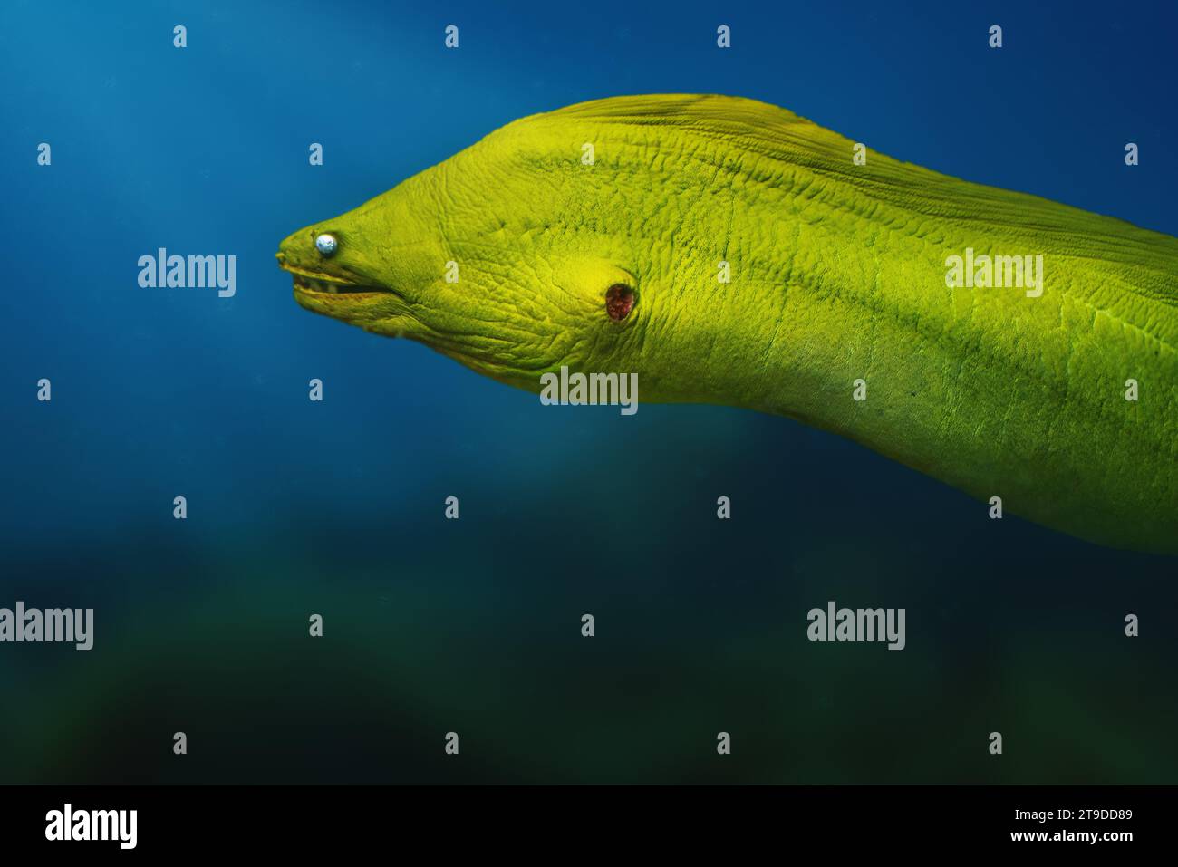 Green Moray (Gymnothorax funebris) Large Moray Eel Stock Photo Alamy