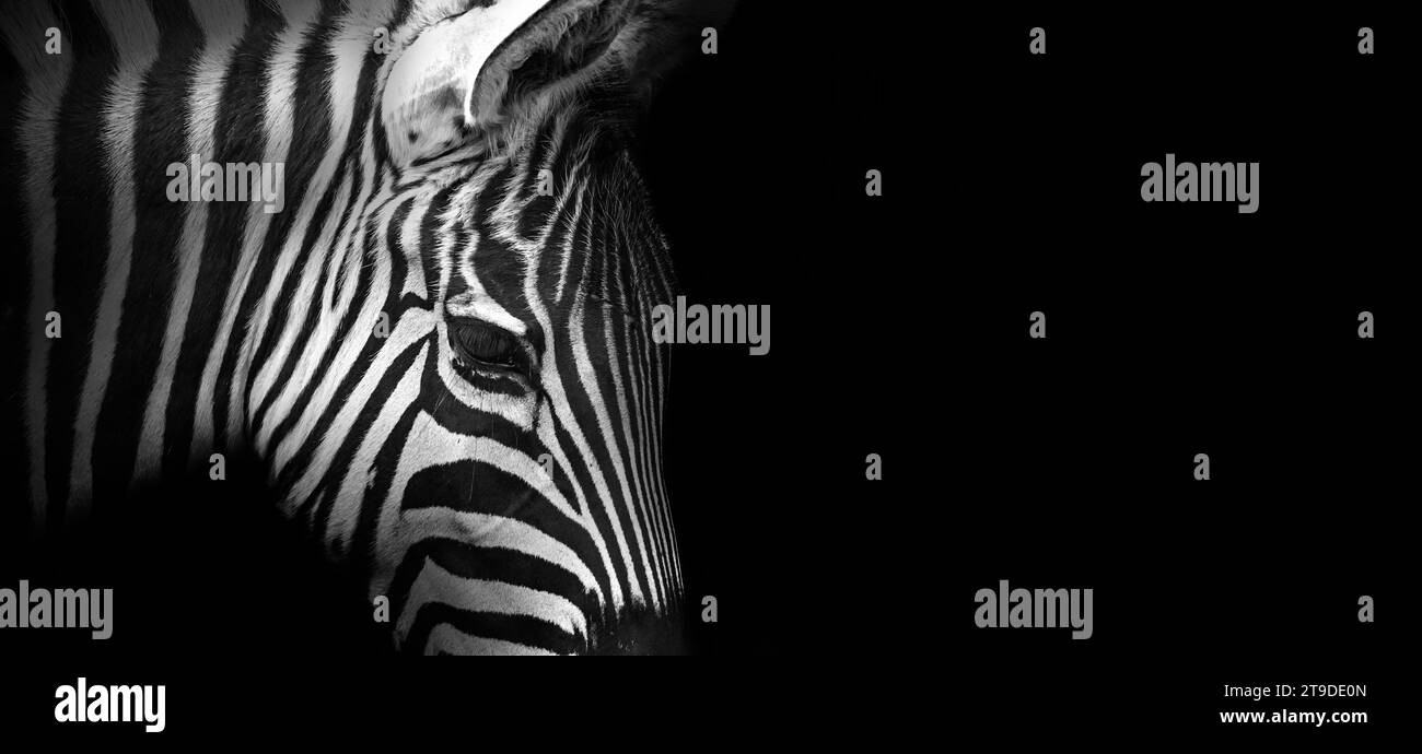 Close-up view of a zebra on a black background, banner in black-and-white color with copy space for text Stock Photo