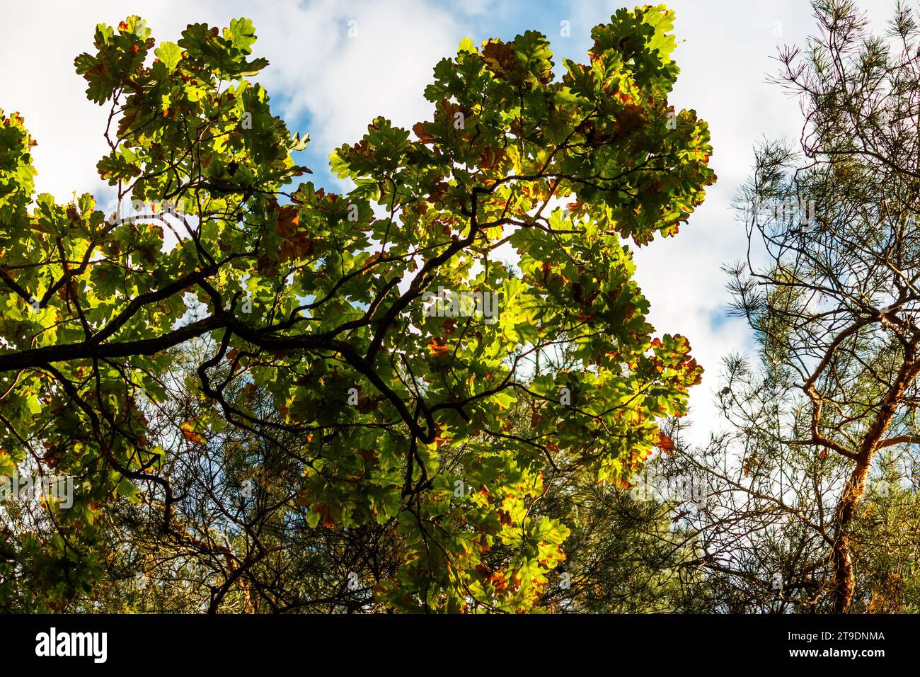 Green oak leaves turning red in autumn on branches Stock Photo - Alamy