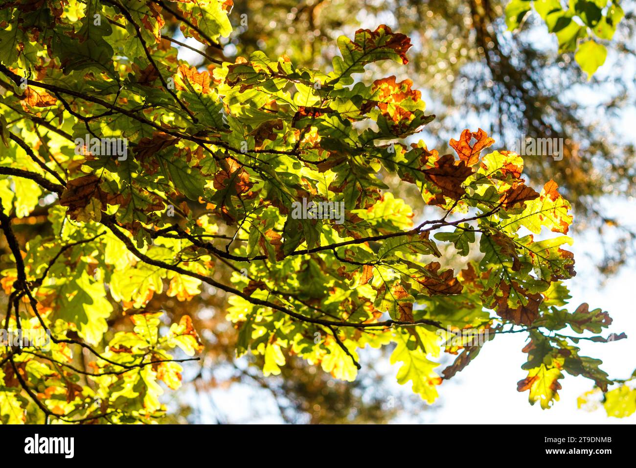 Green oak leaves turning red in autumn on branches Stock Photo - Alamy