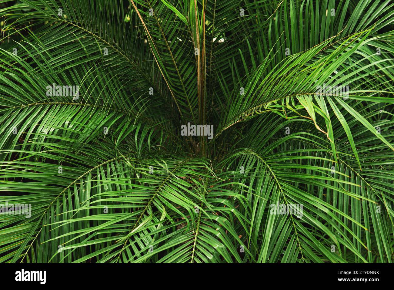 Leaves thickets in rainforest hi-res stock photography and images - Alamy
