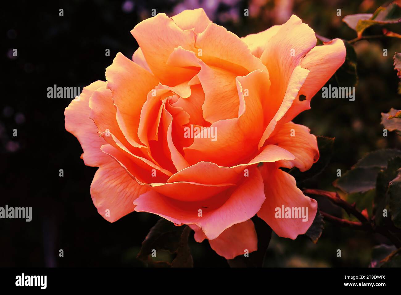 Sring Roses Spring rose flowers pattern hi-res stock photography and images - Alamy