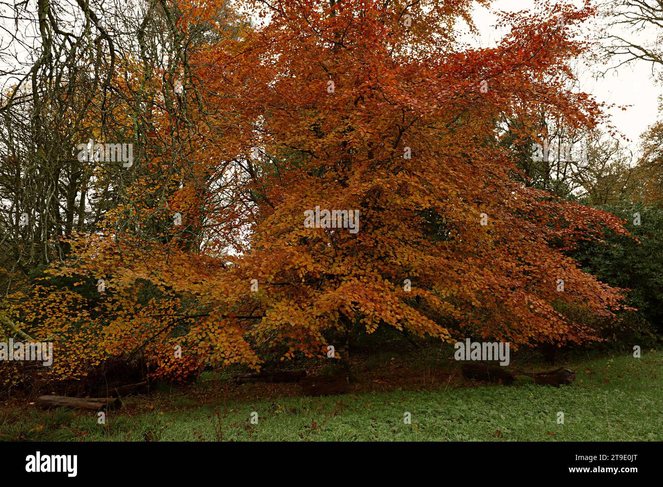 Autumn in the park with orange leaves on the trees in Ireland. Stock Photo