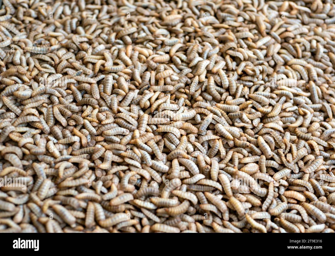 Close up of Black soldier fly (BSF) larvae or maggot, Hermetia Illucens  insect farms for fish and poultry feed. Stock Photo