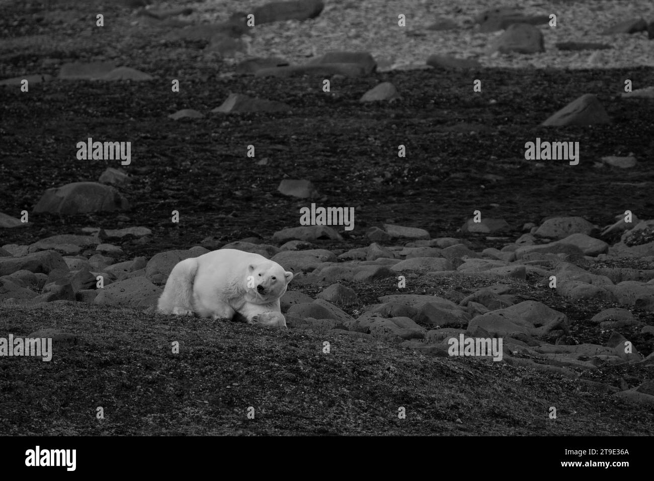 Polar bears arctic norway Black and White Stock Photos & Images - Alamy