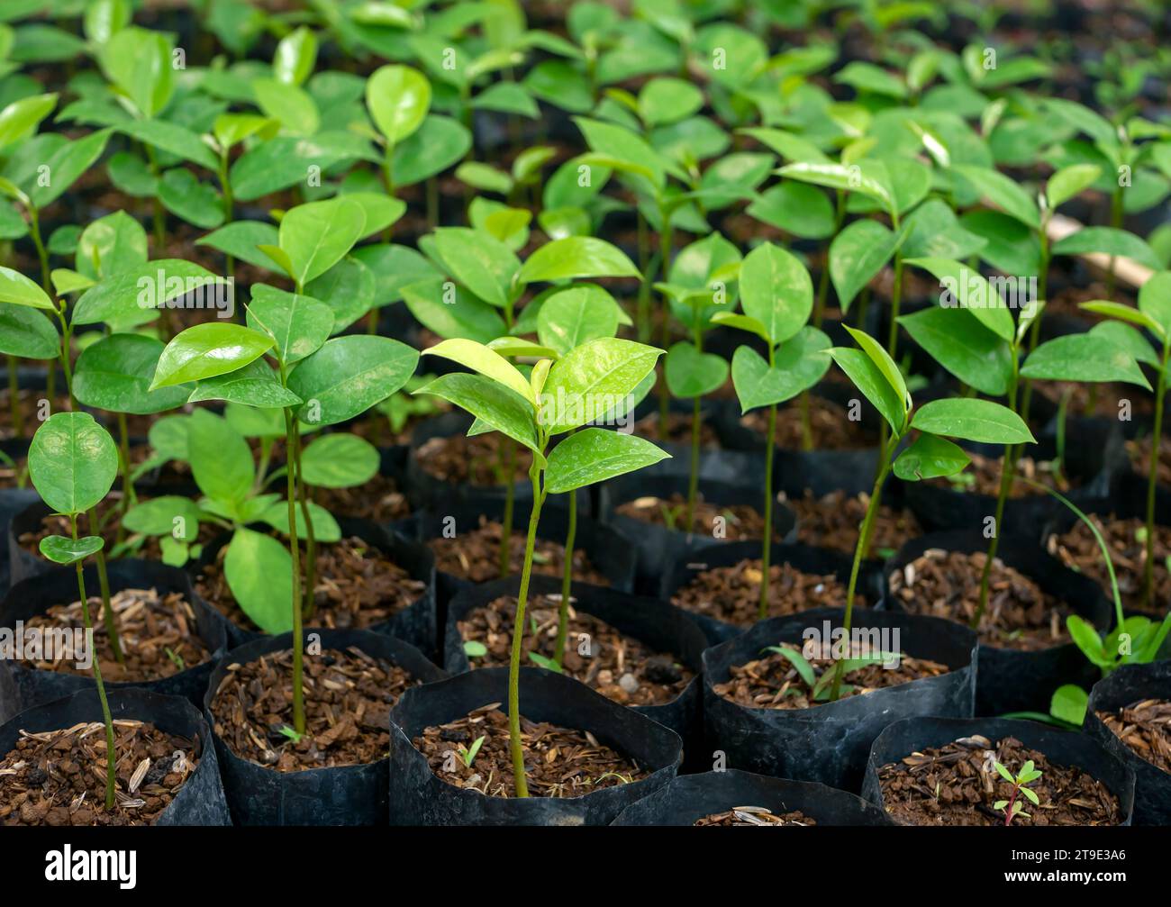 Soursop seedlings (Annona muricata L), also called graviola, in the nursery, one plant that can be used as a substitute for cancer drugs Stock Photo