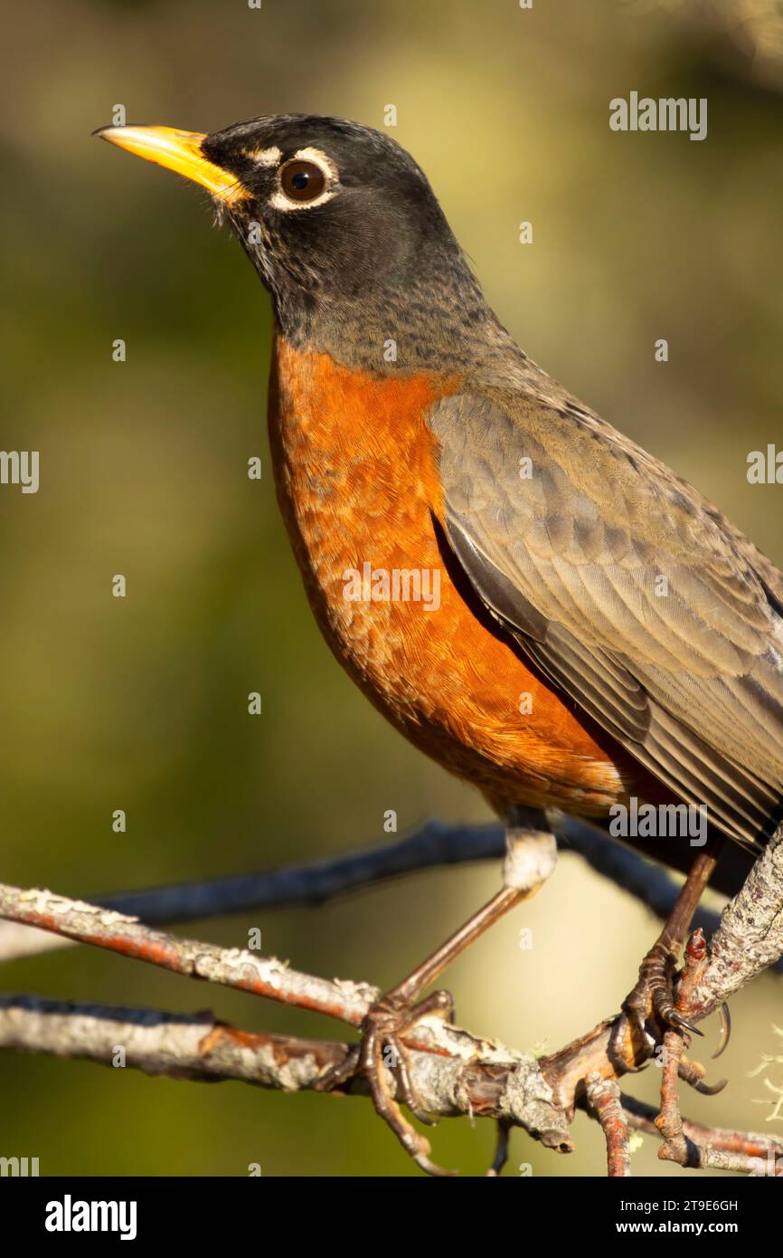 American robin (Turdus migratorius), Siletz Bay National Wildlife Refuge, Oregon Stock Photo