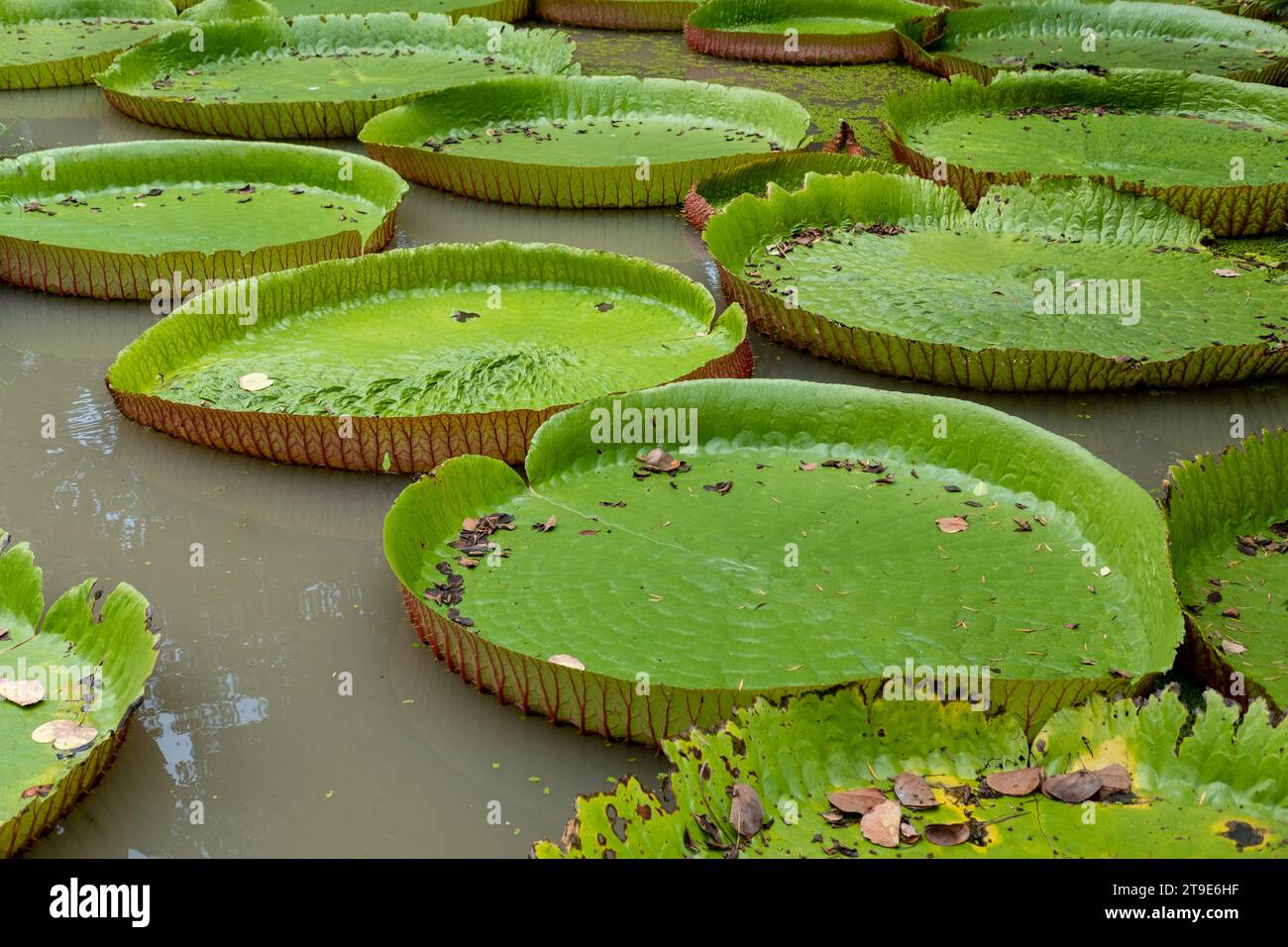Light green big lotus leaf waterlily in pond at park with daylight. Stock Photo