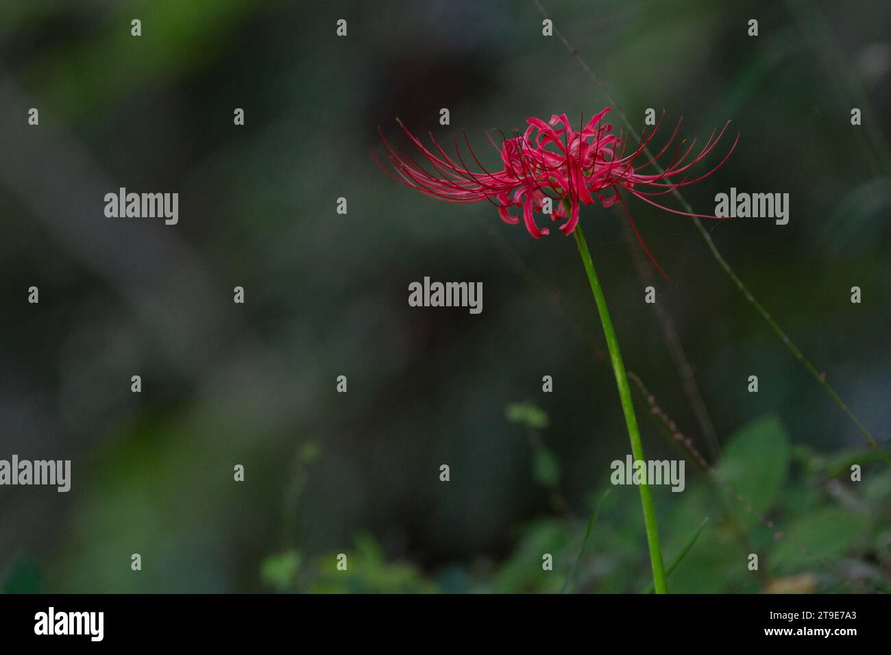 A Red  spider lily (Lycoris radiata) marks the arrival of autumn in a park in Kanagawa, Japan. Stock Photo
