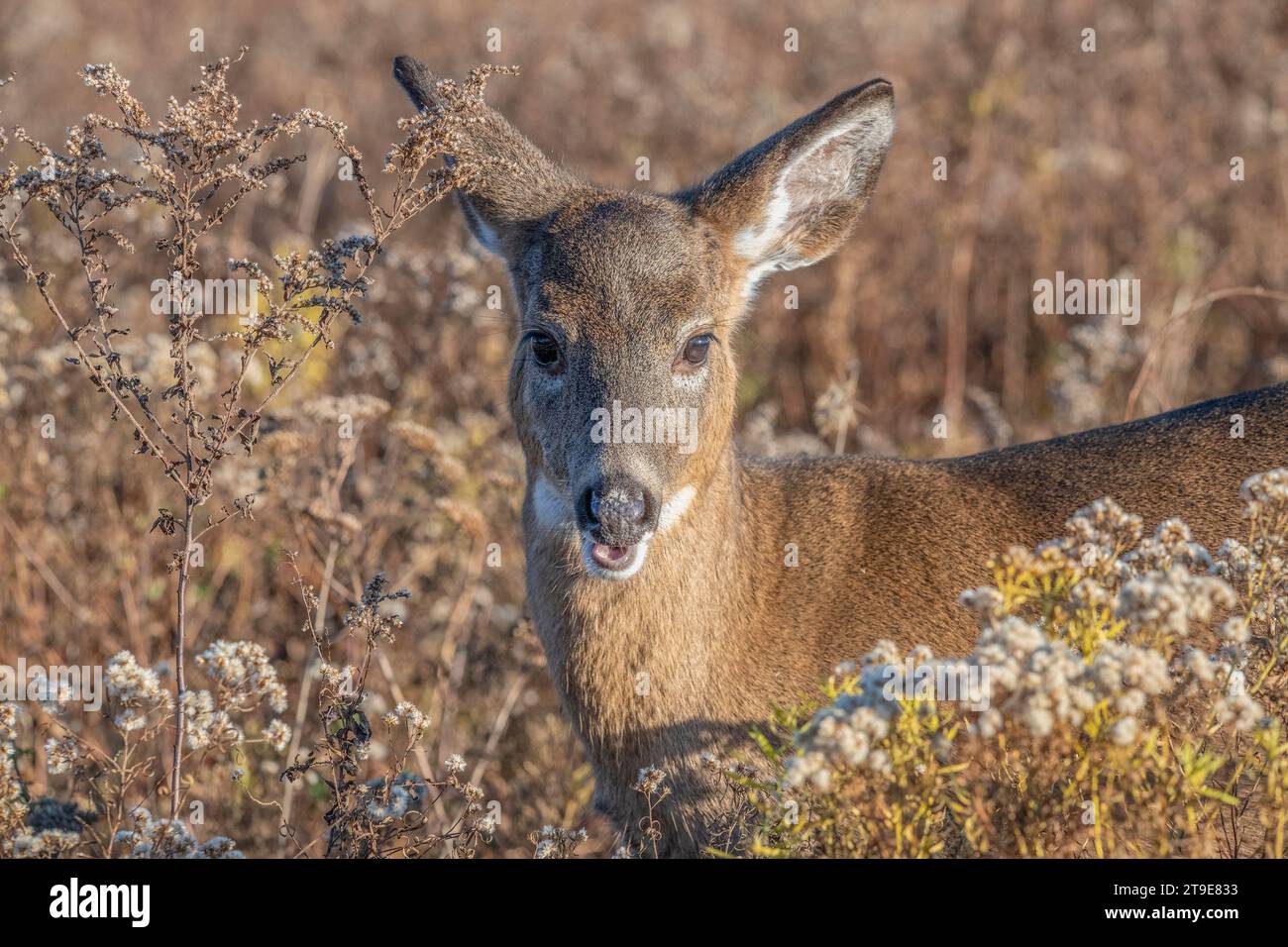 Whitetail doe in Sachuest National Wildlife Refuge, Middletown, Rhode Island Stock Photo