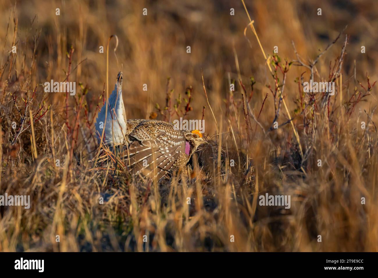 Sharp-tailed Grouse, Tympanuchus phasianellus, male dancing with upturned tail, stomping feet, and outstretched wings on lek in Nebraska National Fore Stock Photo