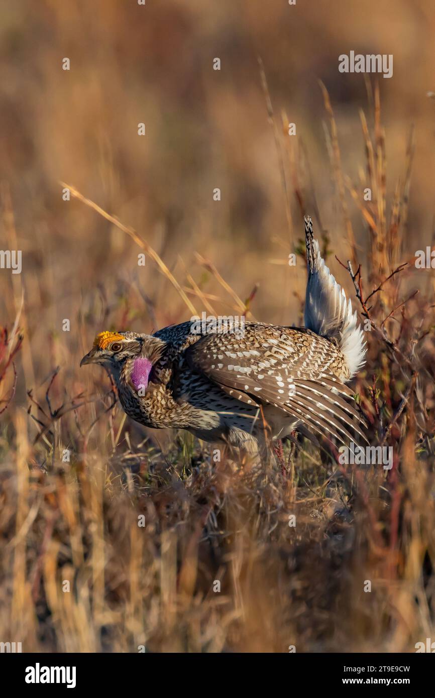 Sharptailed Grouse, Tympanuchus phasianellus, male dancing with